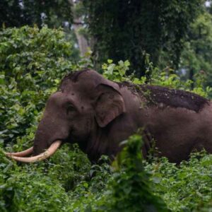 Kerala news