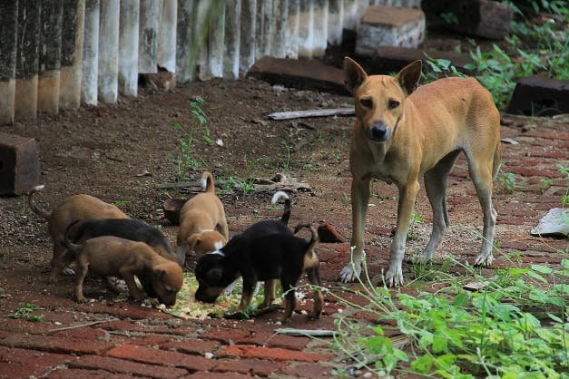 Kerala Animal Husbandry Department official reviewing stray dog feeding guidelines document