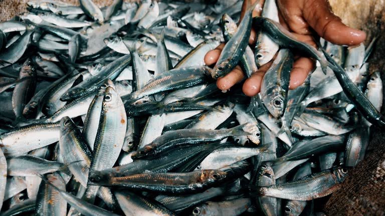 Kasaragod Kasaba harbour Mathi Chakara sardine fish catch